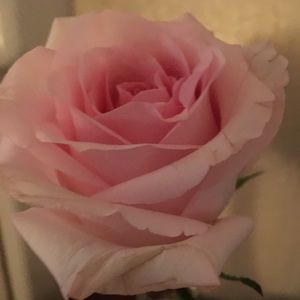 Meet your Posher, Peter